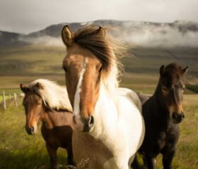Proper saddle checks are important to horse and rider