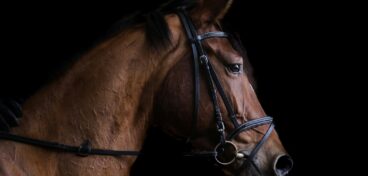 Horse placeholder 011