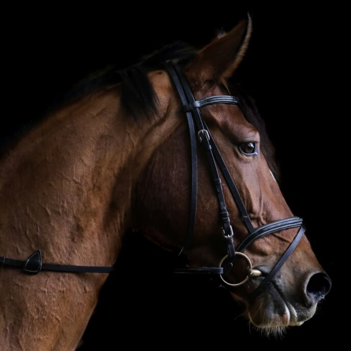 Horse placeholder 011